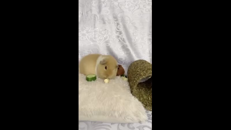 Фелиция и рыжуня ибица и ибица и бренди