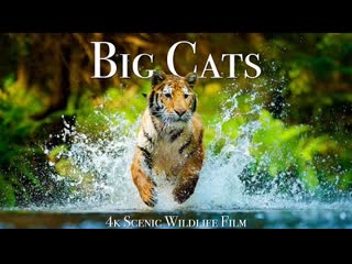 Большие кошки нашей планеты big cats of the world 4k scenic wildlife film with inspiring music