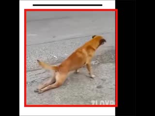 London fitness abakan 20201112 3 mp4