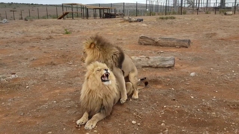 Lion gay from jakub stray