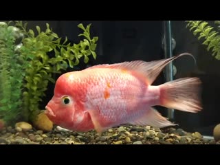 Red devil x flowerhorn cichlid