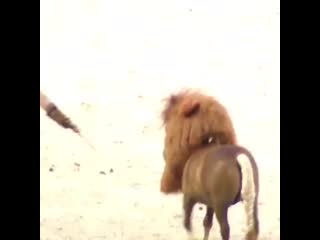 Riding h0rse 20191208 1 mp4