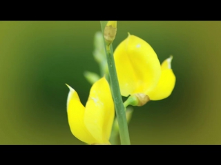 Dolce gabbana velvet ginestra