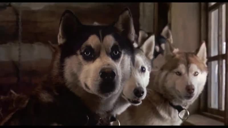 Снежные псы / snow dogs, 2002