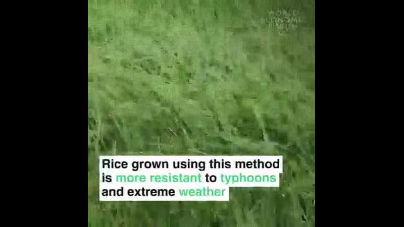 Утки ууу