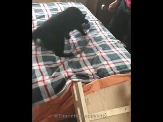 Thorin, the happy floppy kitty with cerebellar hypoplasia, is learning how to get up on the bed