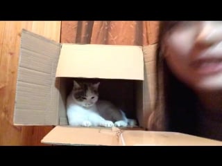 20170119 showroom toyonaga aki