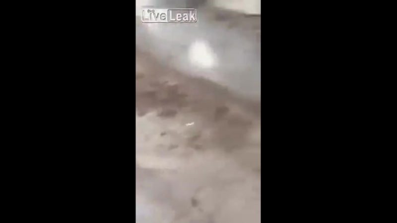 Xxxchan sobaka ebaklaka