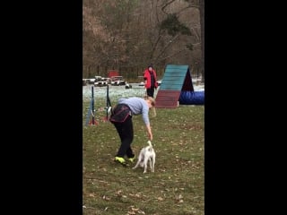 Тренироа аджилити с а егоровой