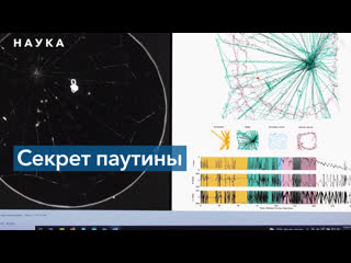 Хореография плетения паутины