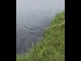 Russkaya rybalochka+