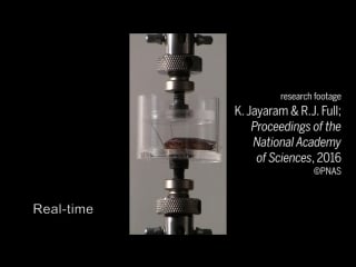 Почему так трудно раздавить таракана?