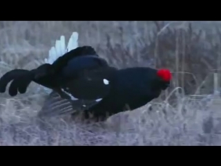 Black grouse тетерев