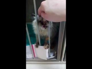 Кошечка с выпавшей кишкой