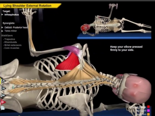 Rotator cuff exercises video anatomy for shoulder strength mobility