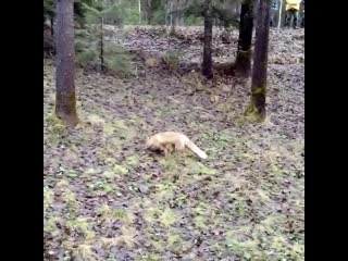 Лисичка в малых корелах