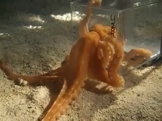 Octopus escaping through a 1 inch diameter hole