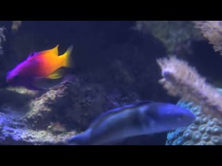 2 hours of beautiful coral reef fish, relaxing ocean fish, stunning aquarium relax music 1080p hd