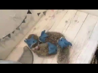 Семейная вечеринка у ежей