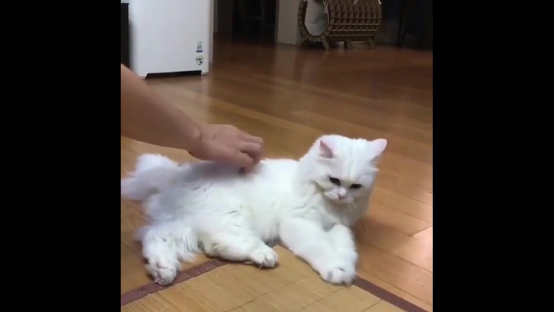 Руками гладь, ногами не трогай