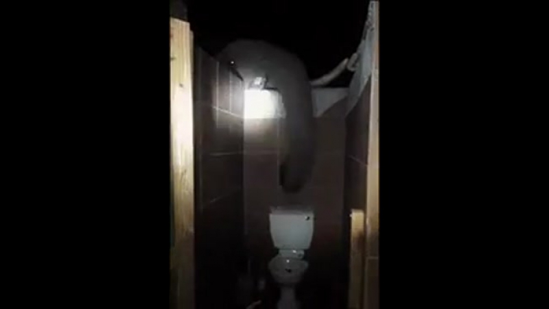 Завели слона, заведите привычку кормить его