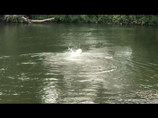 Водные процедуры ранним утречком в ледяной речушке, например!🐒