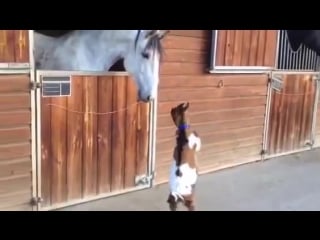 Козленок «танцует» перед взрослой лошадью