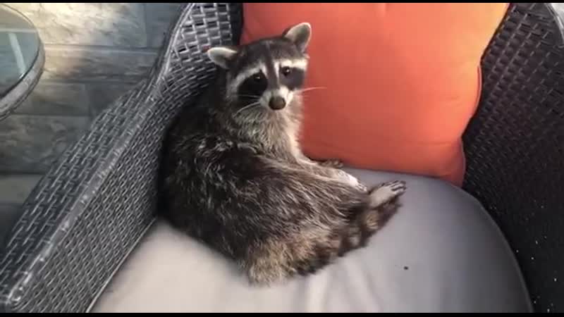 Єнот на ґанку