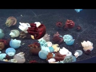 Jellies! (x post r/woahdude)