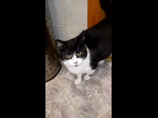 Тимати хочет дружить,но побаивается