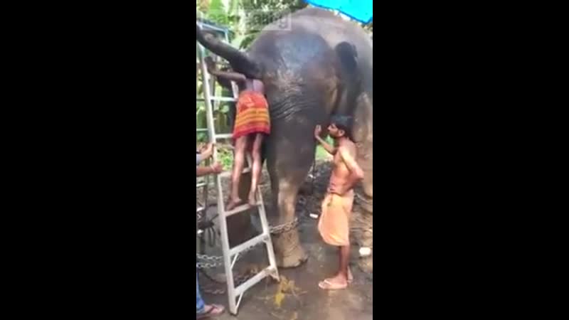 Запор у слона