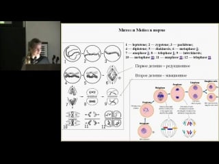 Дина логинова «мейоз амфигаплоидов׃ курс на выживание»