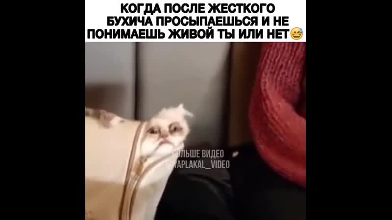 Вписка когда после жёсткого бухича просыпаешься и не понимаешь живой ты или нет