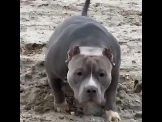 Pitbulls on instagram follow bullies our new(mp4) mp4