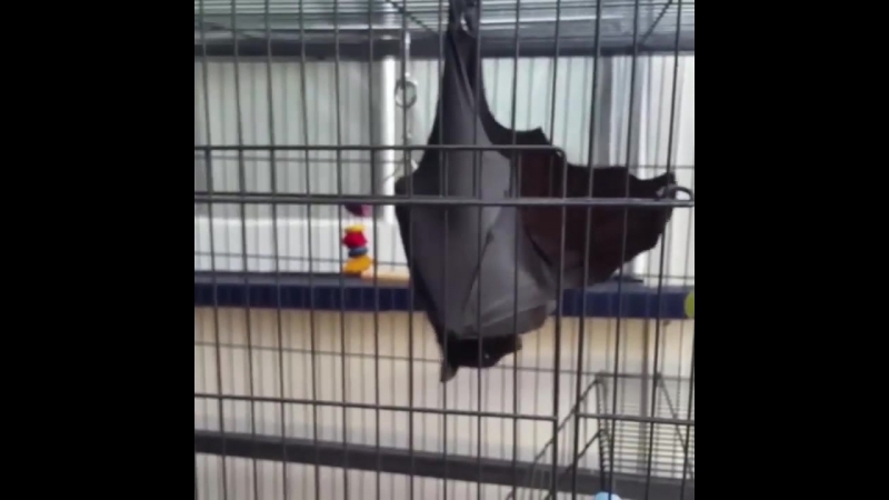 Летучей мыши в таком положении тоже неудобно ходить в туалет