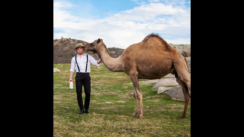 Почему ким кардашьян пьет верблюжье молоко?