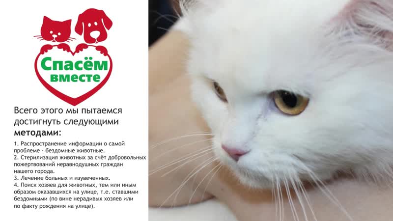 Ролик волонтеры спасем вместе mp4