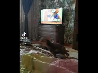 Cats off 20210223 34 mp4