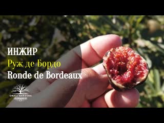 Инжир ronde de bordeaux