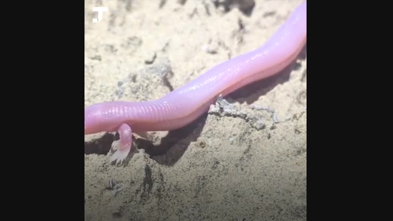 В мексике засняли на видео существо, похожее на змею с двумя ногами