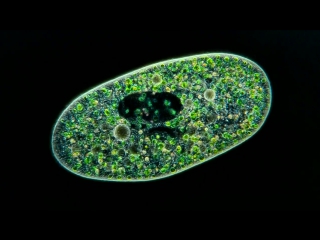 Amazing microscopic video! paramecium bursaria showing symbiosis with green algae