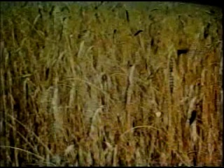 Невідома україна нариси нашої історії фільм 74 міський бум (1993)