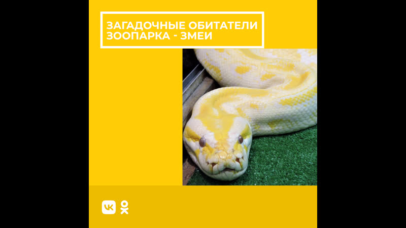 Красный змей в пизде, хуй Жоры в жопе. Спасибо за этот день, Вселенная!