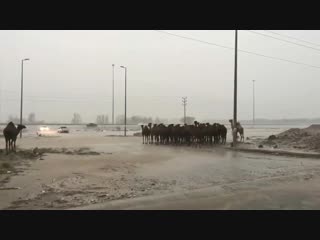 Thunderstorm and heavy flash floods in east of makkah valley neman ¦ oct 17, 2018