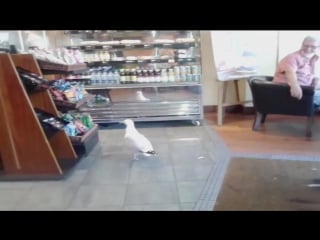 Shoplifting seagull