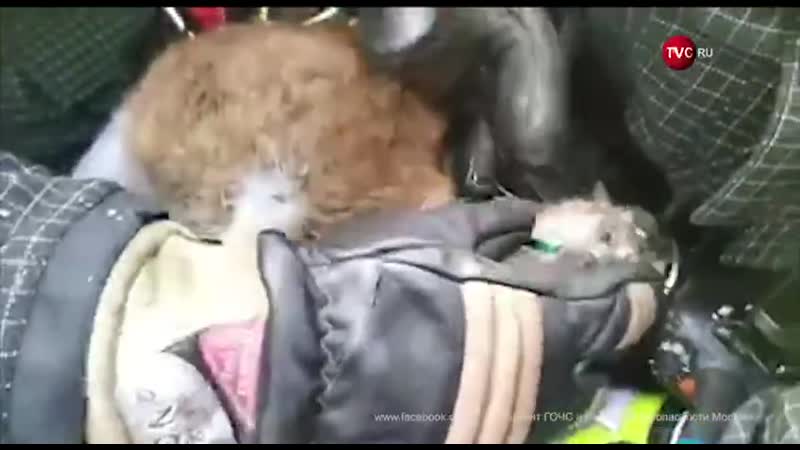 Столичные пожарные спасли из загоревшейся квартиры потерявшего сознание кота, откачали его и передали ветеринару