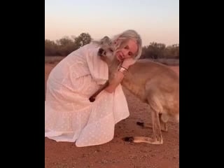 Центр спасения детенышей кенгуру в alice springs (kangaroo sanctuary)