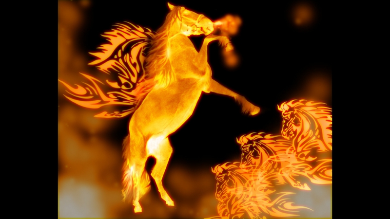 Хкнт тулпар акробатика