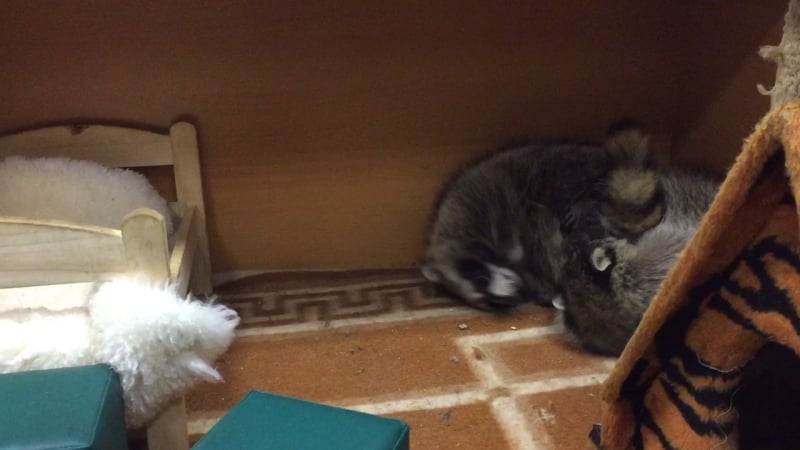 Баронесса и мона