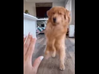 *maximum derp mode activated*